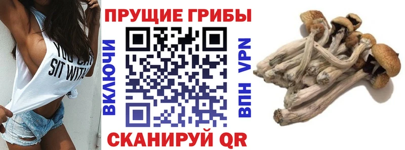 Галлюциногенные грибы прущие грибы  Азнакаево 